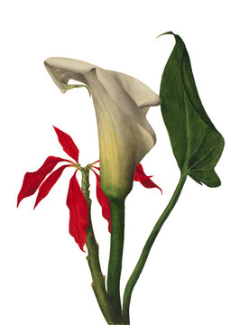 Calla Lilly study