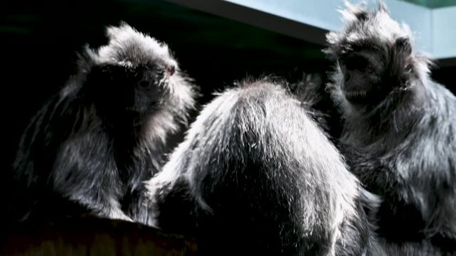 A group of small monkeys standing close together in an indoor habitat.