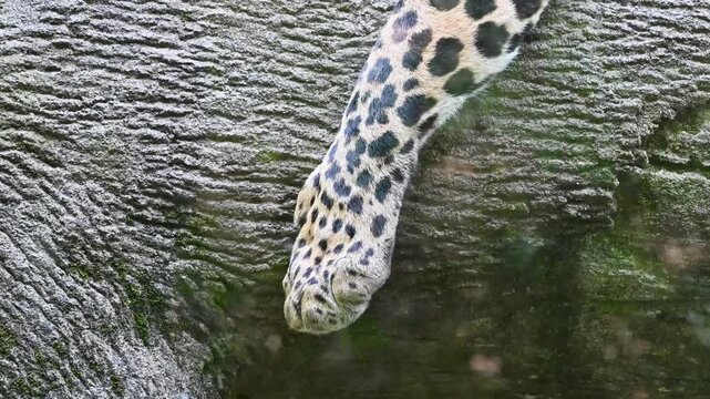The leopard's head and front leg are visible as it climbs a tree in an indoor enclosure.