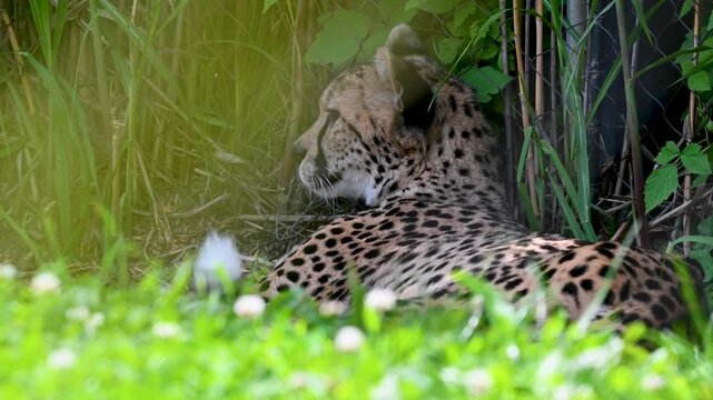 A cheetah lying down in a grassy area with plants and shrubs.