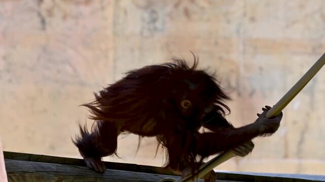 Orangutan using a bow and arrow in a zoo exhibit.