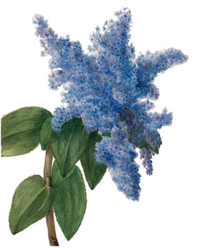 Blue Lilac sketch