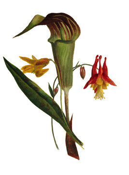 Pitcher flower study
