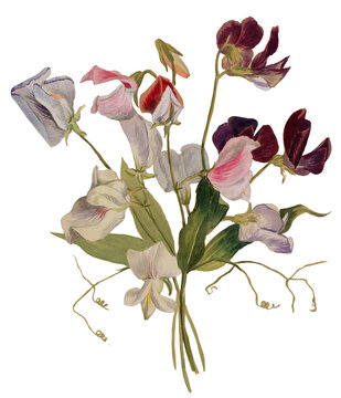 Sweet Pea Flowers