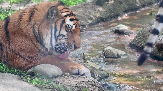 Bengal tiger drinking from a stream at zoo.