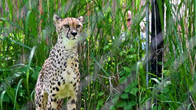 A cheetah standing among tall grasses in an enclosure.