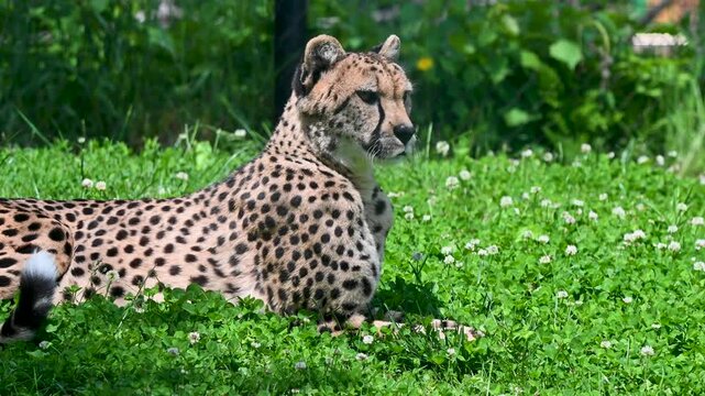 Two cheetahs sitting in a grassy field.