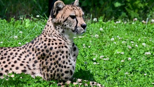 A cheetah lying on green grass in a zoo enclosure with foliage behind it.