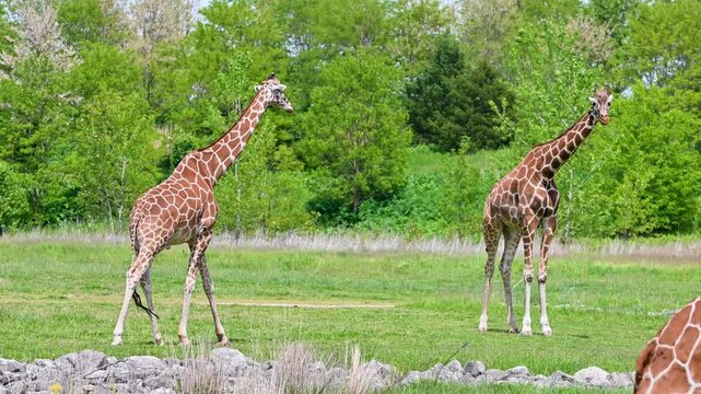 Giraffe standing in a grassy field with trees in background.
