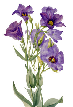 bluebell-like flowers