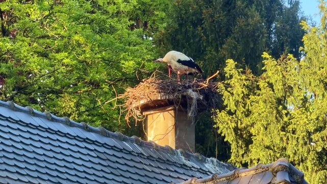 White stork standing in large twig nest built on top of house chimney