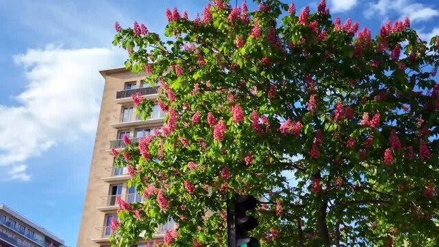 Blooming horse chestnut tree, Aesculus hippocastanum, beside Paris apartment buildings under bright blue sky, captured with upward camera movement from moving car during sunny spring weather.