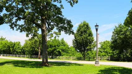 Fototapeten Sommer A large tree casts shade on a green lawn next to a lamp post and a wooden fence with more trees in the background under a bright blue summer sky  © DrewDuzz