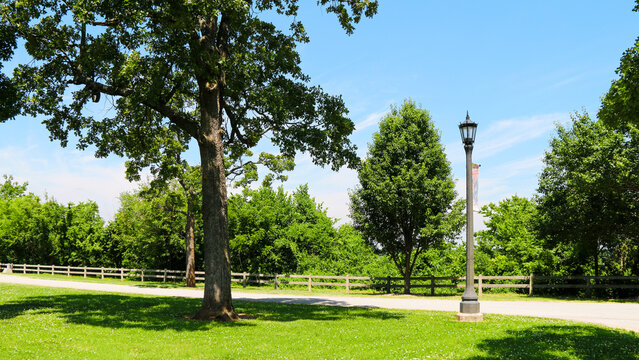 A large tree casts shade on a green lawn next to a lamp post and a wooden fence with more trees in the background under a bright blue summer sky