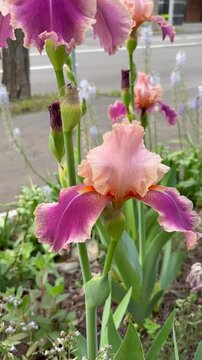 Slow orbit shot of elegant pink and purple irises