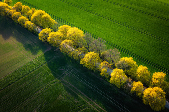 Aerial view of a diagonal line of vibrant yellow flowering trees bordering lush green agricultural fields with long shadows in Kunkovice, Zlin Region, Czechia.