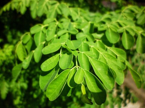 Fresh green moringa oleifera leaves on branch in garden for healthy herbal concept