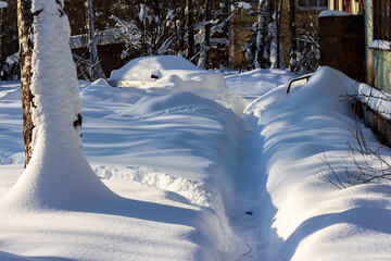 Fototapeta premium Narrow footpath cleared through deep white snowdrifts in a residential yard near a snow-covered birch tree and a buried car on a sunny winter day