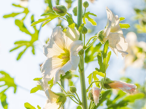 Althaea rosea  in full bloom during summer