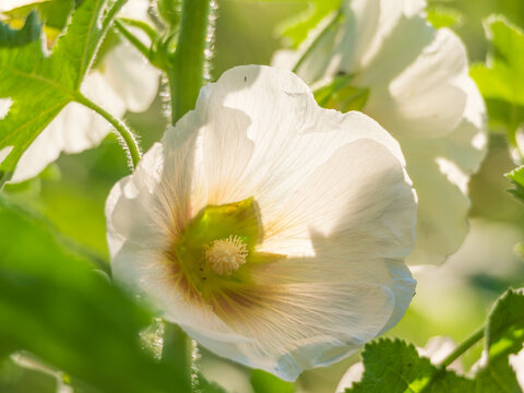 Althaea rosea  in full bloom during summer