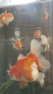 Beautiful orange and white Oranda goldfish swimming in aquarium, pet photography