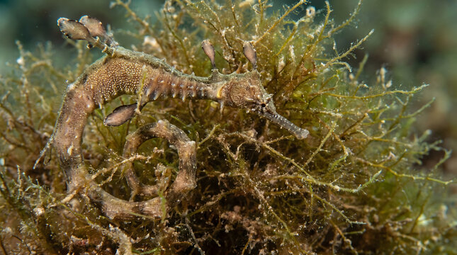 Detailed underwater close up of a pygmy seahorse camouflaged perfectly in seagrass