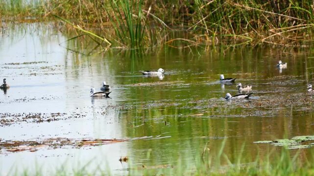 Group of Cotton pygmy goose or Cotton teal ( Nettapus coromandelianus ) on water in wetland, White with brown and black pattern on duck or water bird in Khao Sam Roi Yot National Park, Thailand