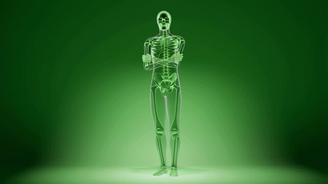 Anatomical 3D Human Skeleton Walking Animation with Green Digital Scan Overlay.