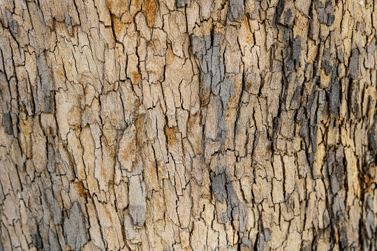 Heavily weathered and cracked texture of old tree bark. A warm palette of light beige, tan, and ocher tones contrasted against patches of aged grey.