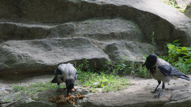Two Hooded Crows Foraging for Food on a Rocky Ledge