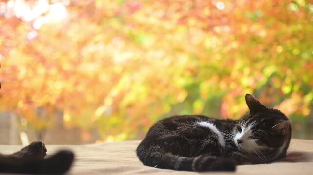 紅葉の庭を背景にのんびりしたいキジ猫と、邪魔をして怒られる黒猫