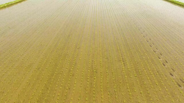 【空撮】田植え直後の水田