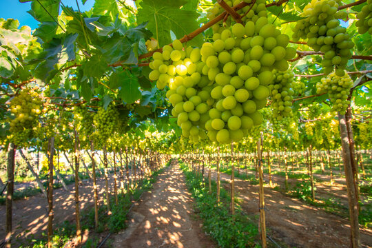 Fresh green grapes hanging on the vine in a vineyard at Majes Valley, Arequipa, Peru