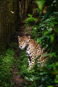jaguar Panthera onca basking in sun in zoo
