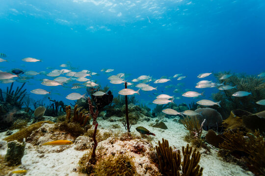 Many different varieties of tropical fish pass by the branching coral on the reef
