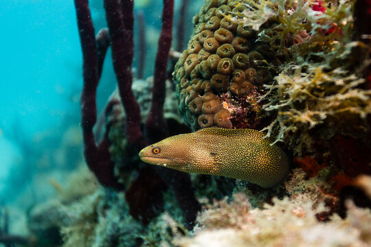 Moray eal pokes his head out of coral reef