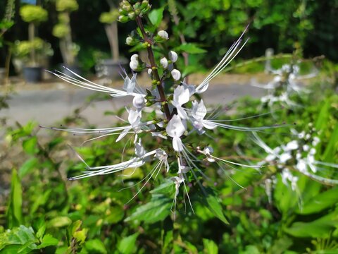 White Cat's Whiskers Flower (Orthosiphon aristatus) Blooming in Garden