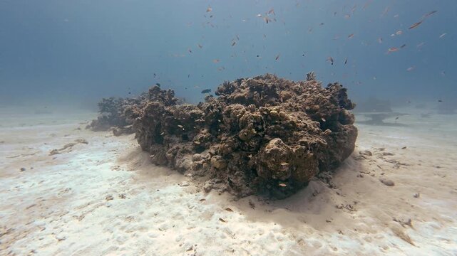 School of tiny tropical fish swimming around a coral patch reef on white sand in shallow ocean water