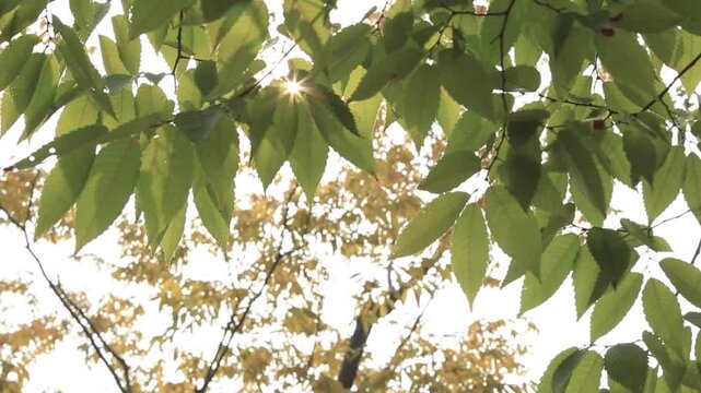 자연 나뭇잎 햇살 풍경 하늘 공원 일상 가을 나무 숲 디테일 자재: 야외 공원에서 푸른 나뭇잎 사이로 쏟아지는 눈부신 햇살과 빛갈라짐을 포착한 로우앵글 구도의 인서트 숏입니다.