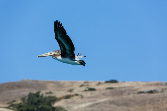 Close up of pelican fling along coast