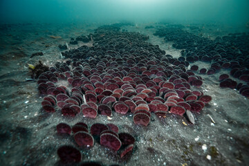 Sand dollar bank on ocean floor © Pete Niesen Photo