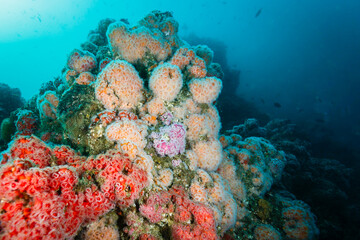 soft corals on reef © Pete Niesen Photo