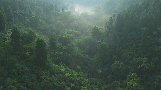 Aerial view of a lush misty tropical forest valley with dense green trees and morning fog in Sukabumi, West Java, Indonesia.