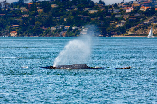 Mist spout from mother and baby Humpback whales, Megaptera novaeangliae, surfacing in San Franacisco Bay