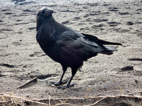 closeup of black raven on sandy beach with head cocked looking  curiously at the photographer
