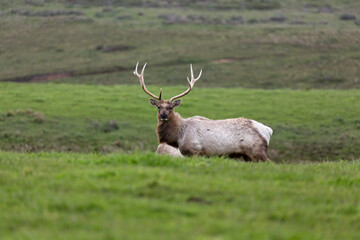 Obraz premium Closeup of Wild male Tule elk with large rack of antlers roams grasslands in Point Reyes National Seashore