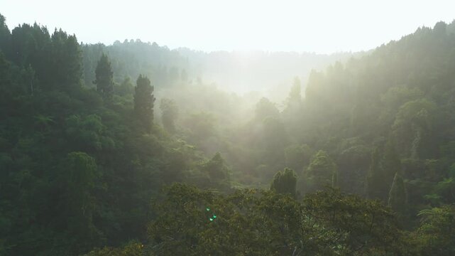Aerial view of misty tropical forest valley with dense green vegetation and morning fog at sunrise in Sukabumi, West Java, Indonesia.