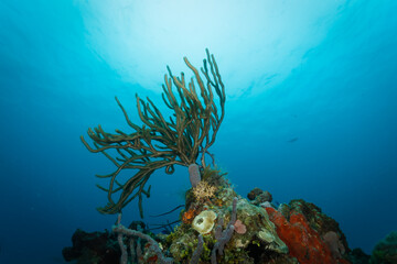 Branching foft coral and blue ocean © Pete Niesen Photo