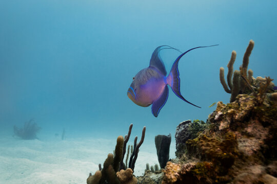 Colorful queen trigger fish