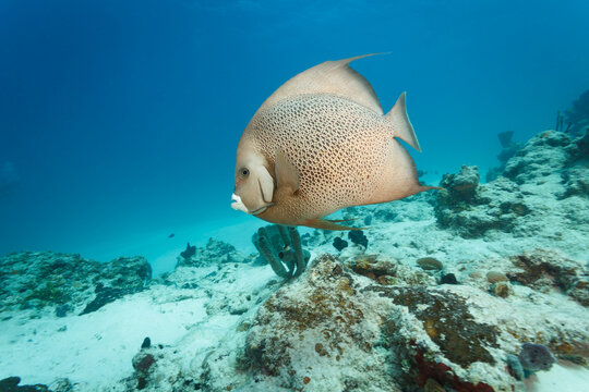 Closeup of gray french angel fish, Pomacamthus paru,  with tube sponge behind